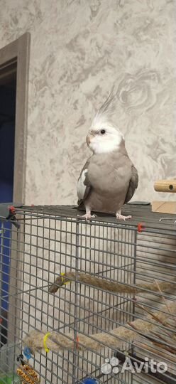 Попугай корелла