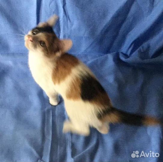 Котенок девочка цветная красотка