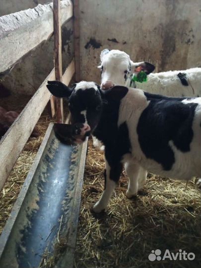 Бычки и телята