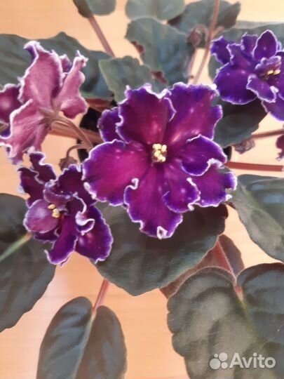 Танец галактик фиалка