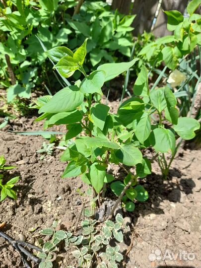 Сирень махровая, крупная сортовая с зак