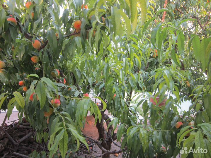 Персик - опт из домашнего сада