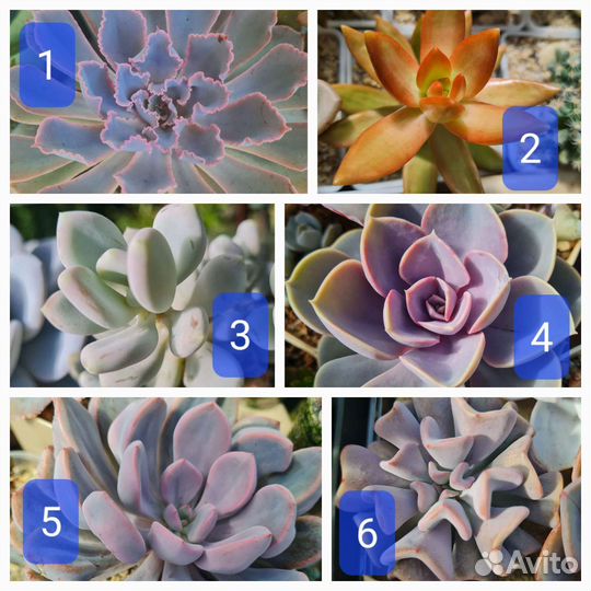 Суккуленты. Листики, детки