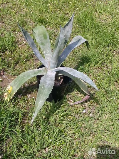 Агава голубая опунция магнолия