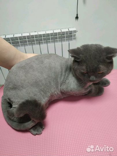 Стрижка Кошек (выезд)