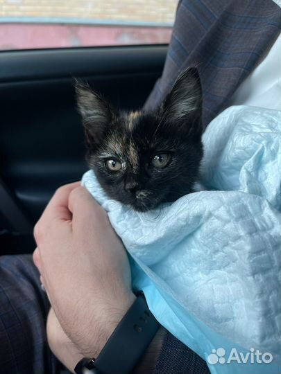 Котенок в добрые руки