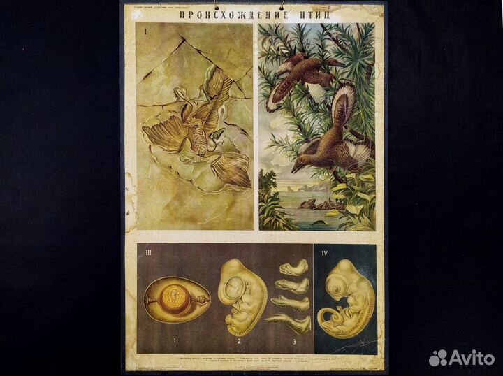 Плакат старинный 1952г Происхождение птиц эволюция