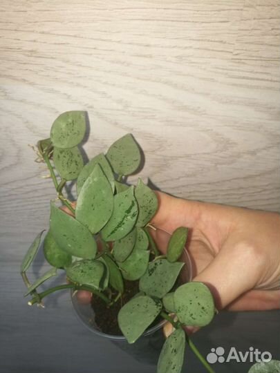 Хойя сортовые