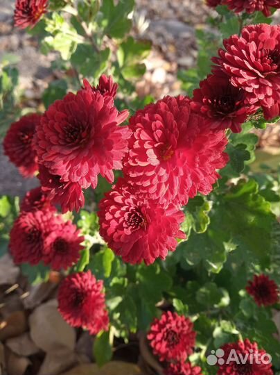 Хризантемы мультифлора и корейские