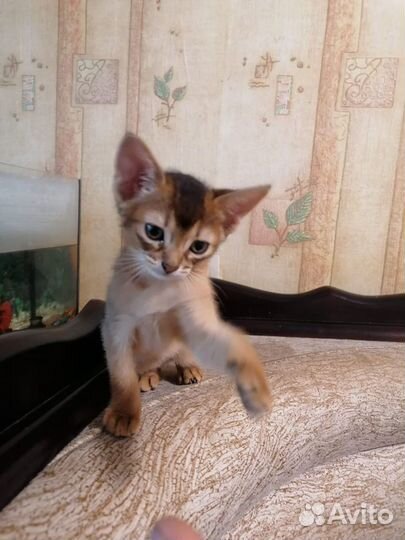 Абиссинские котята