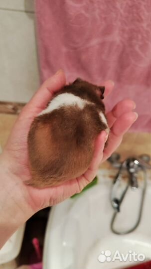 Хомяк