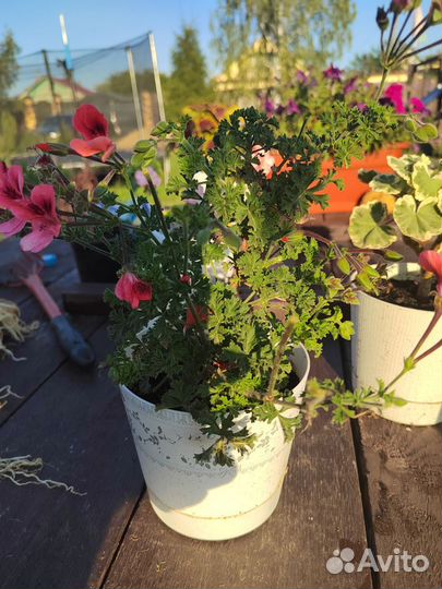 Мини гераньки сортовые