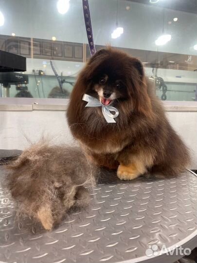 Груминг стрижка собак, кошек, тримминг