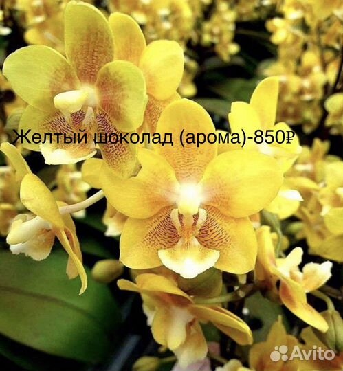 Орхидея подросток