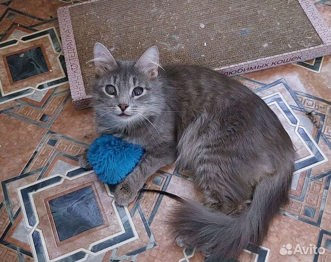 Кошка в дар