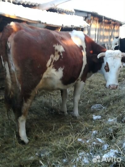 Корова стельная