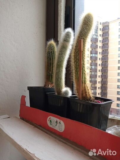 Кактусы и суккуленты