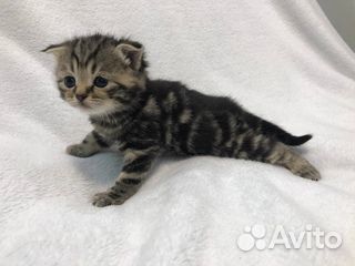 Шотландские котята(девочки)