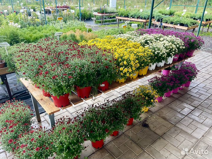 Хризантема мультфлора