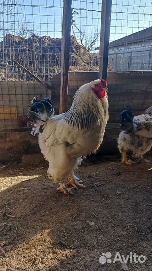 Молодые петухи