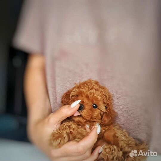 Той пудель девочка