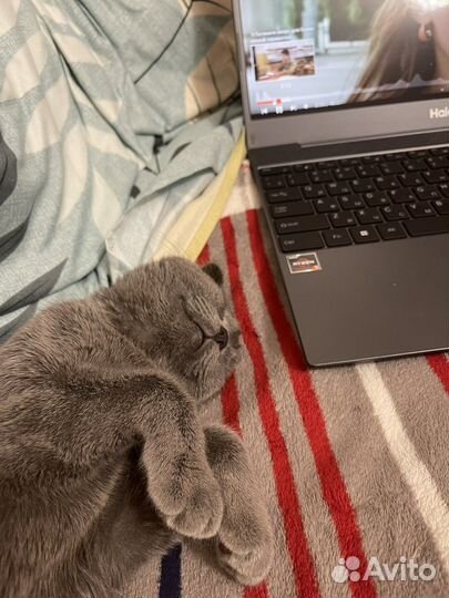 Шотландская