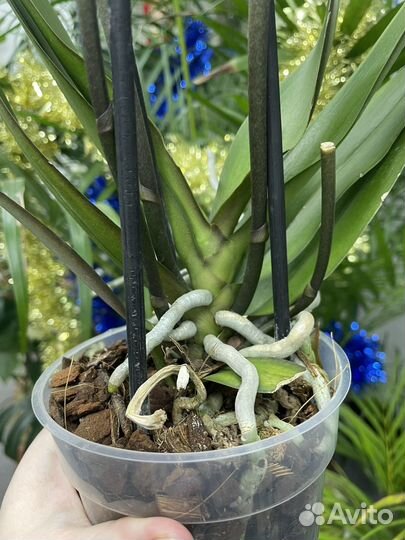 Орхидея бантик