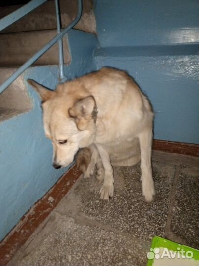 Собака в добрые руки