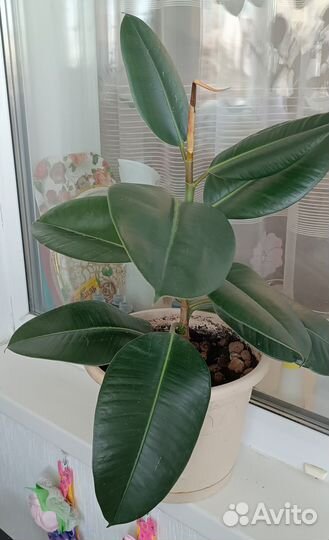 Комнатные цветы