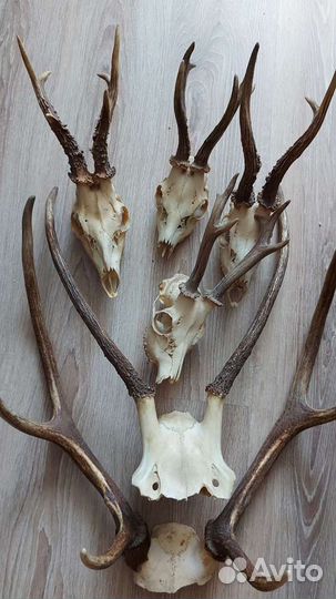 Рога оленя, косули, козла и череп
