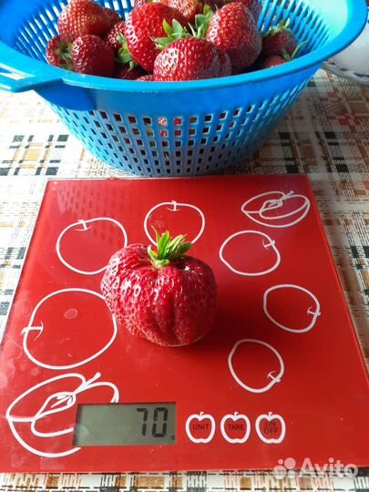 Малина ремонтантная