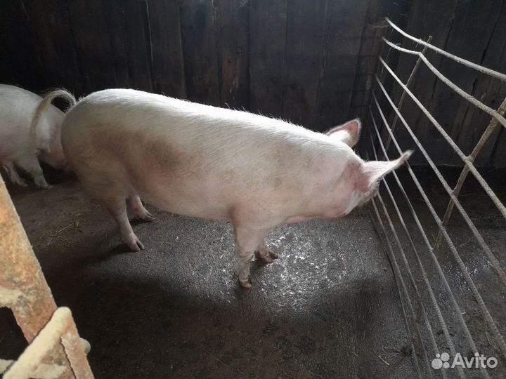 Свиноматка ландрас