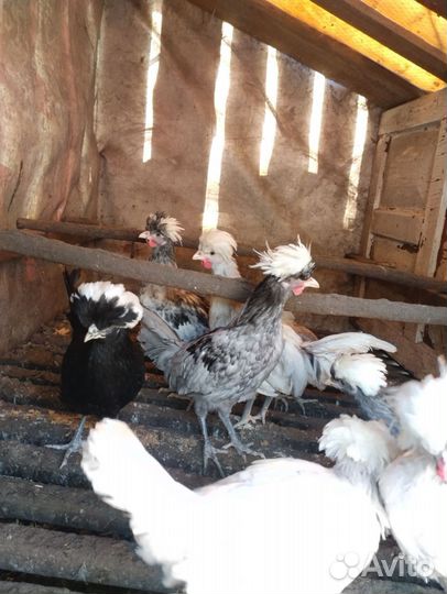 Декоративные карликовые куры