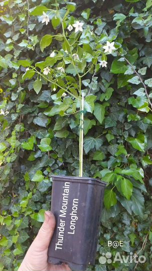 Острый перец Для перцовки, два сорта