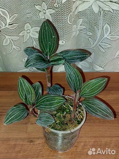 Орхидея лудизия дисколор вар. Доулсона