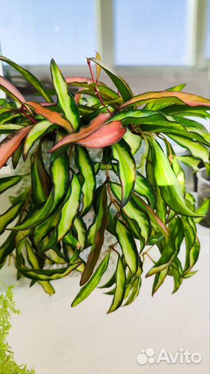 Хойя вайети триколор