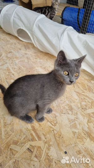 Котята в самые добрые руки