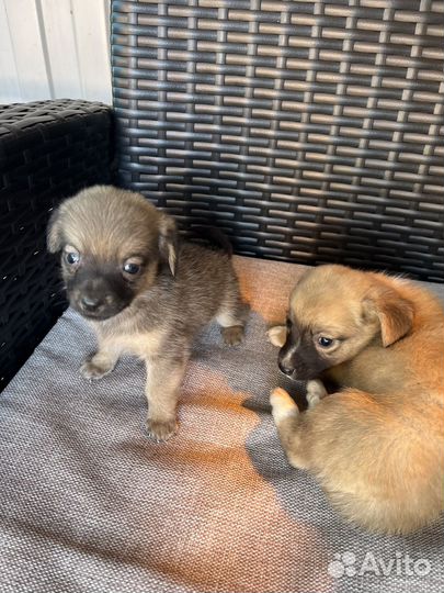 Собака в добрые руки щенок