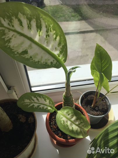 Комнатные цветы Диффенбахия