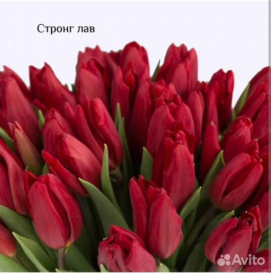 Луковицы тюльпана после выгонки упаковка