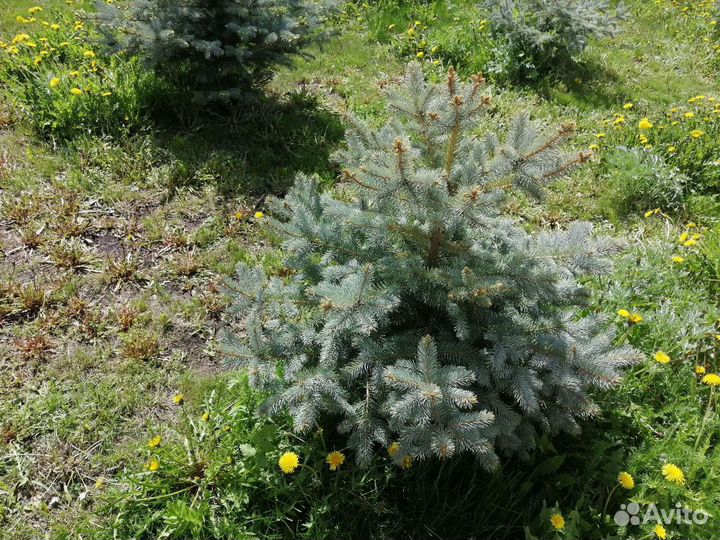 Саженцы голубой ели от 1.0м до 7 метров