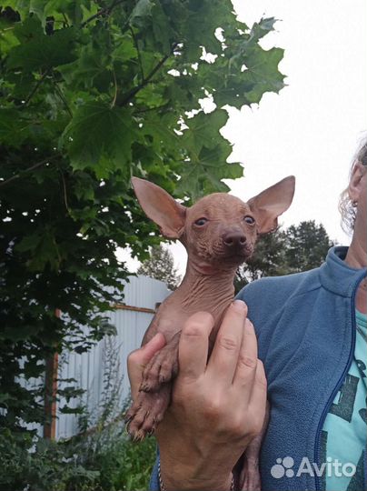 Щенки ксоло миниатюрной разновидности