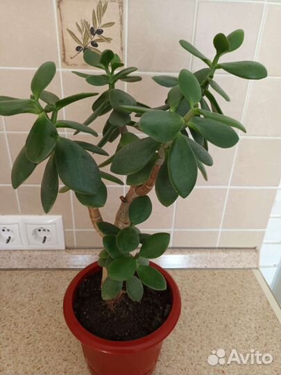 Денежное дерево