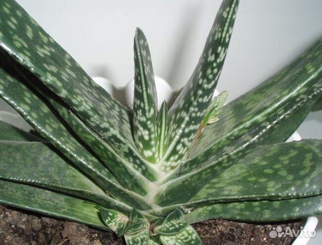 Розовый зигокактус Гастерия