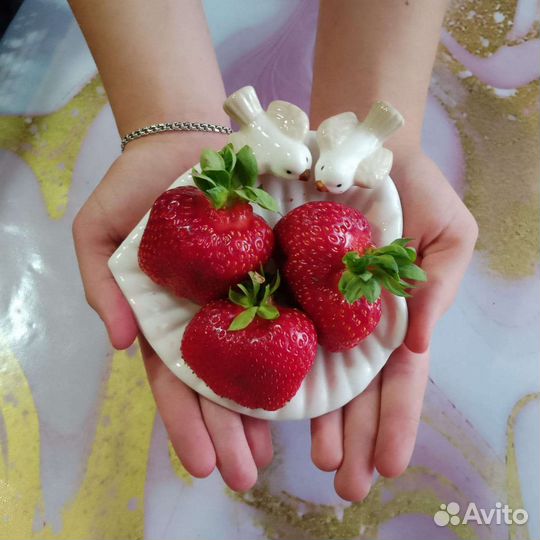 Усы клубники ремонтантной сорт Ания