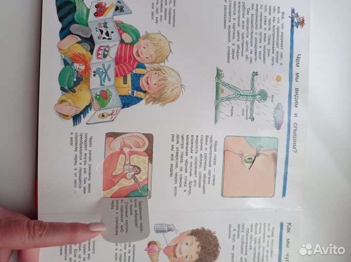 Сутеев сказки и картинки