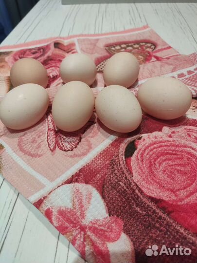 Инкубационное яйцо, цыплята, молодые курочки