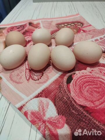 Инкубационное яйцо, цыплята, молодые курочки