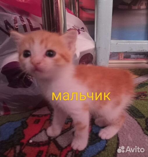 Котята в добрые руки