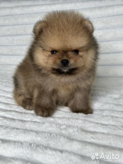 Померанский шпиц мальчики